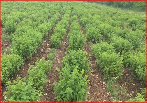 کهگیلویه و بویراحمد رویشگاه بزرگ گیاهان دارویی/ سینره برای جنگ با کرونا به پا خواست کهگیلویه و بویراحمد رویشگاه بزرگ گیاهان دارویی/ سینره برای جنگ با کرونا به پا خواست