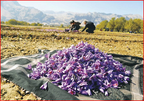 کهگیلویه و بویراحمد رویشگاه بزرگ گیاهان دارویی/ سینره برای جنگ با کرونا به پا خواست کهگیلویه و بویراحمد رویشگاه بزرگ گیاهان دارویی/ سینره برای جنگ با کرونا به پا خواست