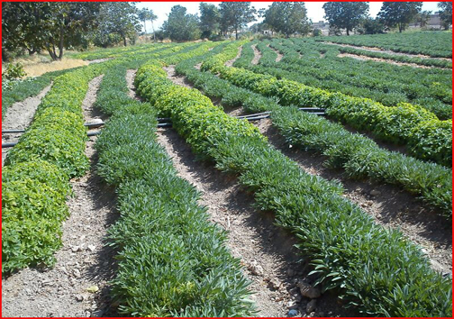 کهگیلویه و بویراحمد رویشگاه بزرگ گیاهان دارویی/ سینره برای جنگ با کرونا به پا خواست کهگیلویه و بویراحمد رویشگاه بزرگ گیاهان دارویی/ سینره برای جنگ با کرونا به پا خواست