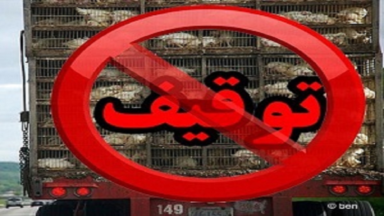 توقیف محموله ۱۰۰۰ قطعه‌ای مرغ زنده بدون مجوز دامپزشکی