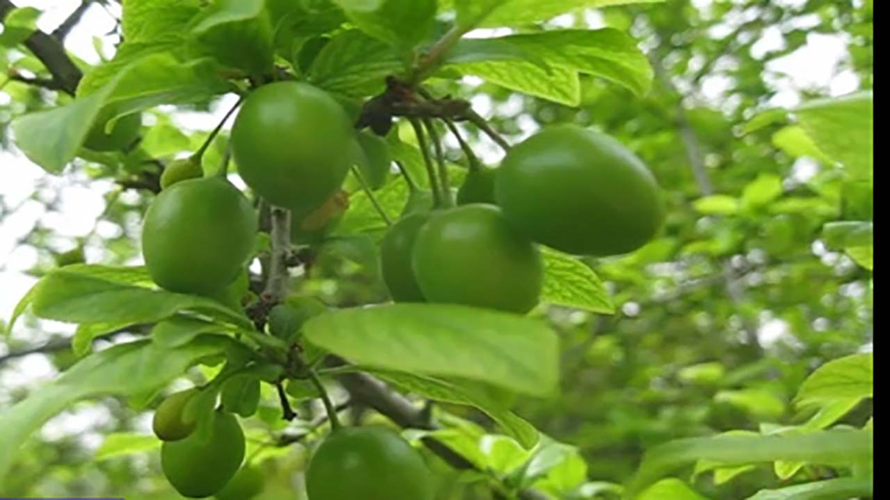 به بار نشستن درختان آلوچه در منطقه طاهرآباد + فیلم