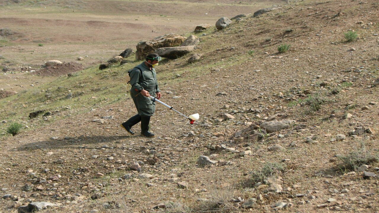 مبارزه با کانون‌های ملخ در اراضی کشاورزی استان قزوین