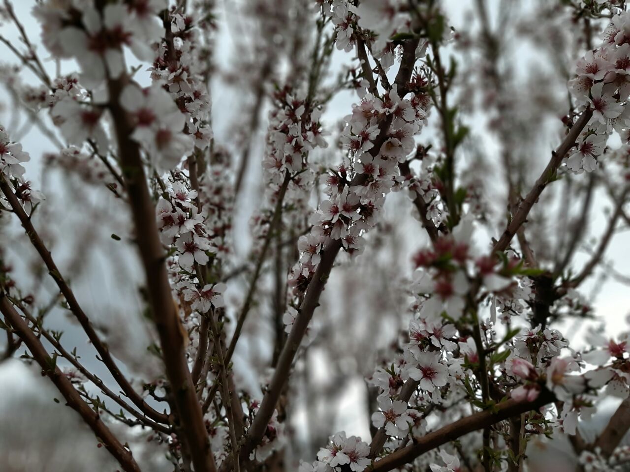 سدکارده ی مشهد به روایت تصویر