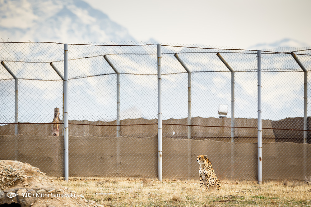 یوزپلنگ&zwnj;های پردیسان، همچنان موش آزمایشاگاهی مسئولان