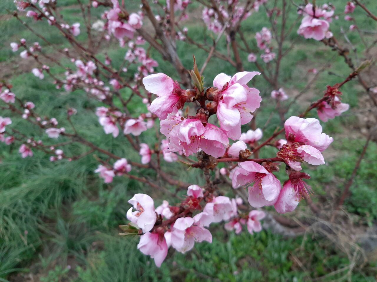 سدکارده ی مشهد به روایت تصویر