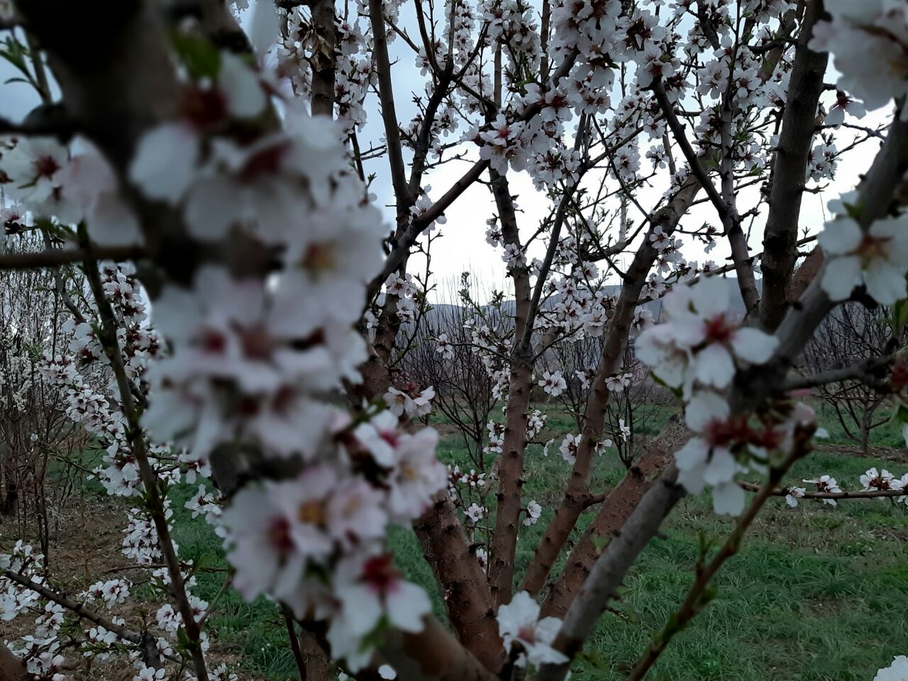 سدکارده ی مشهد به روایت تصویر