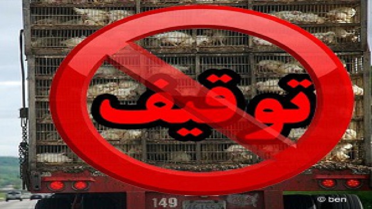 توقیف محموله ۱۰۰۰ قطعه‌ای مرغ زنده بدون مجوز دامپزشکی در نهبندان