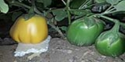 تولید بادمجان سبز و طلایی