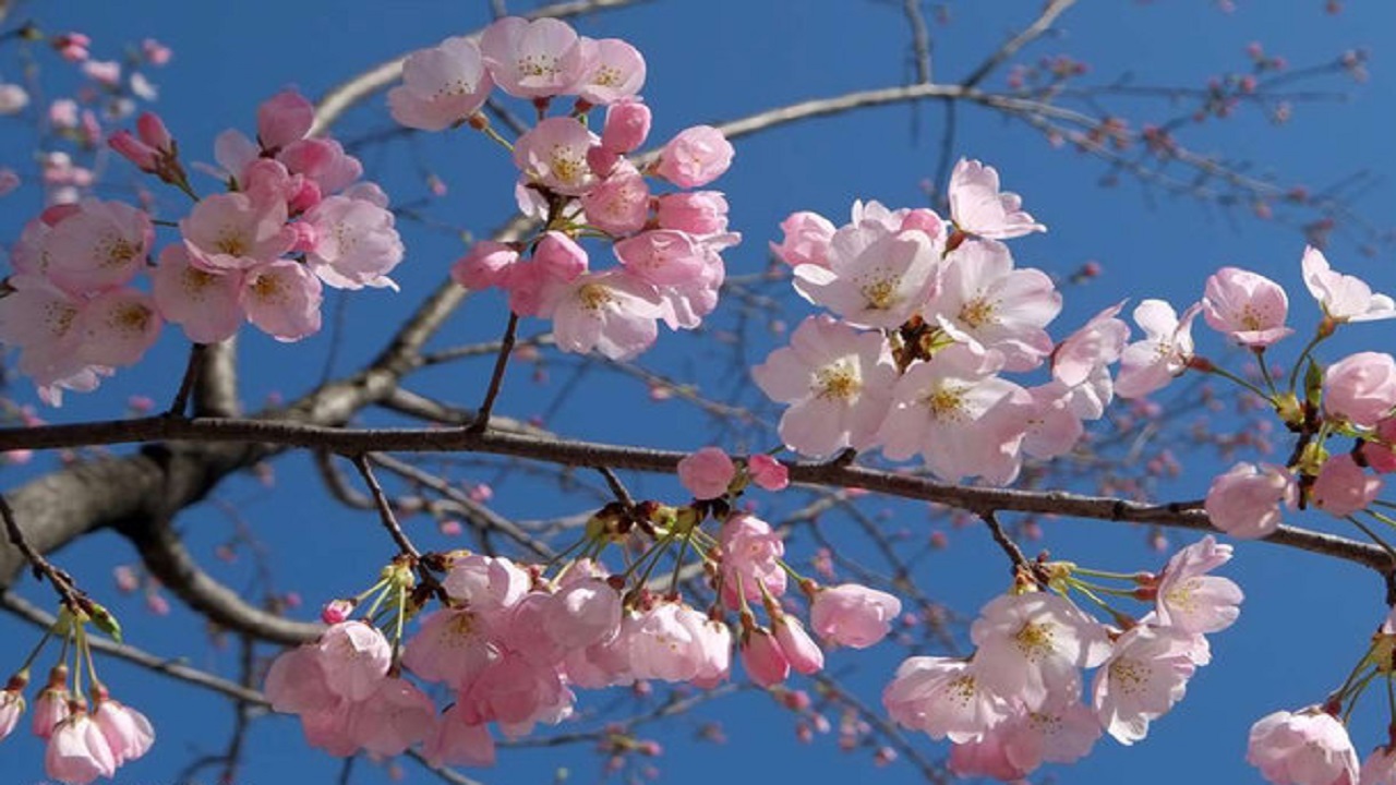 فصل بهار چه غذا‌هایی بخوریم