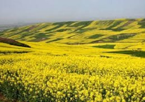 وقتی زمین خدا با گل های زرد فرش می شود + فیلم