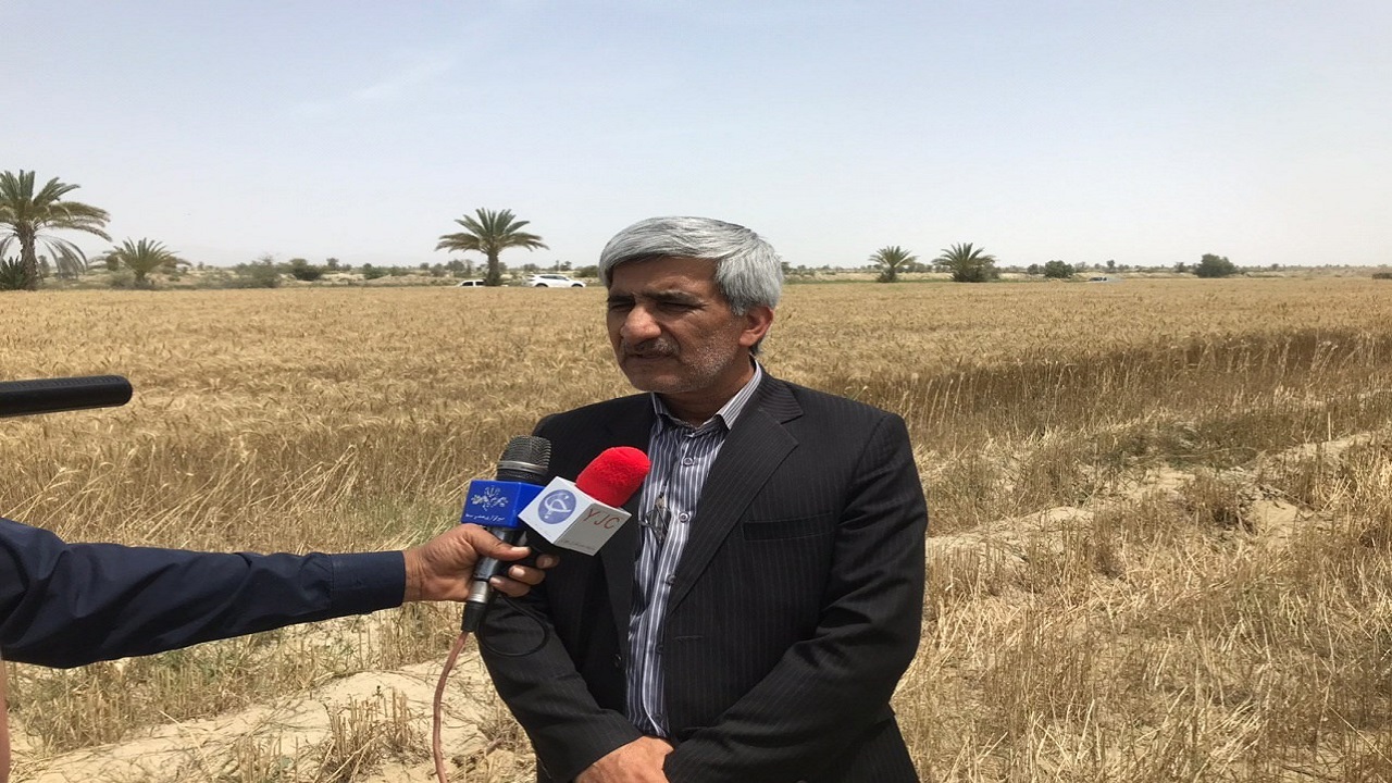 آغاز برداشت گندم درسیستان و بلوچستان از گندمزار‌های پیشین