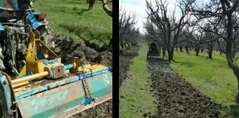 ضد عفونی کف باغات با استفاده از گوگرد مایع در شهرستان مهاباد