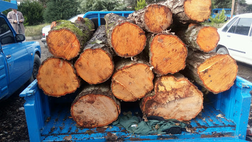 کشف ۴ تن چوب قاچاق در فردیس