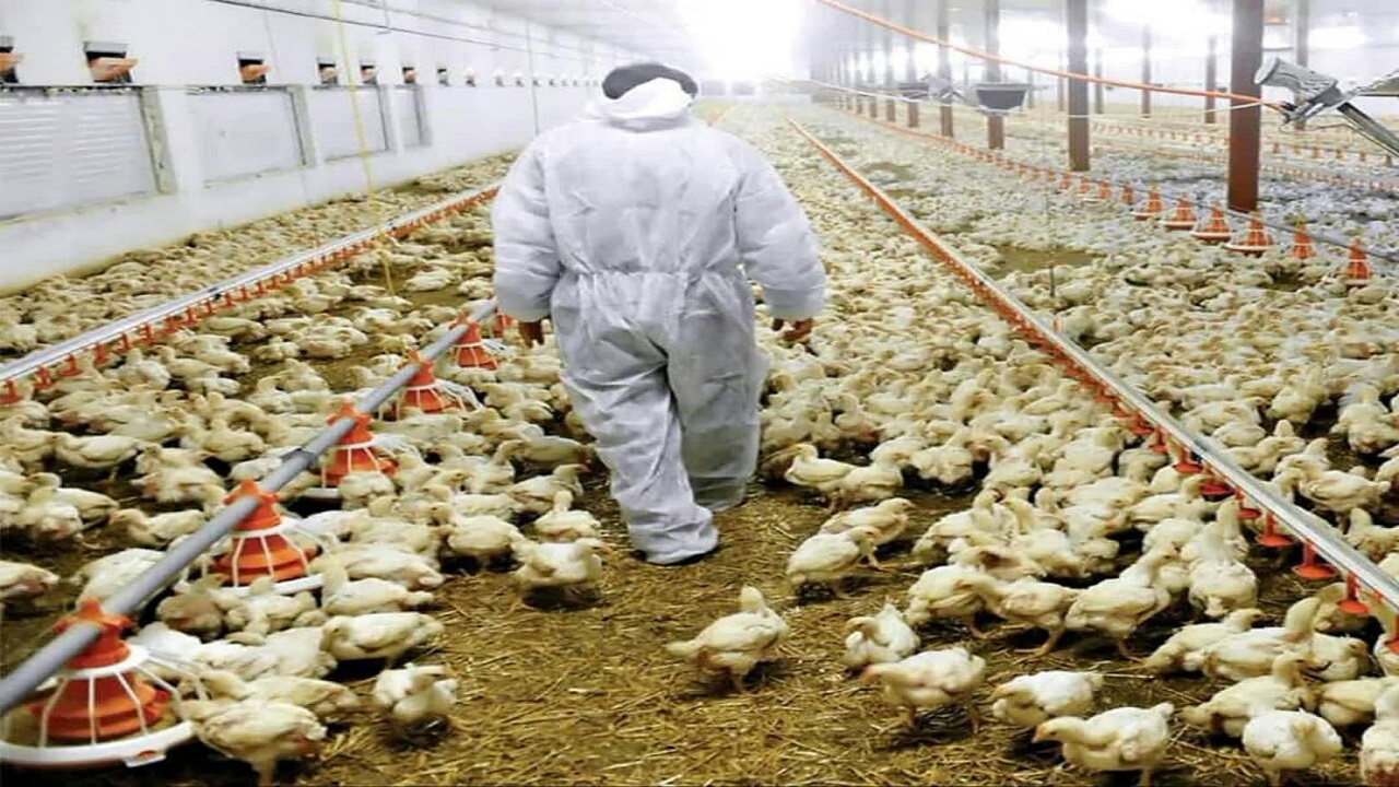 آغاز خرید تضمینی گوشت مرغ در تربت جام