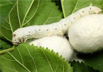 آغاز توزیع تخم نوغان از اواخر فروردین در خراسان شمالی