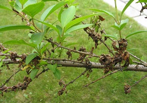 خسارت میلیاردی سرمای بهاری به باغات مهریز