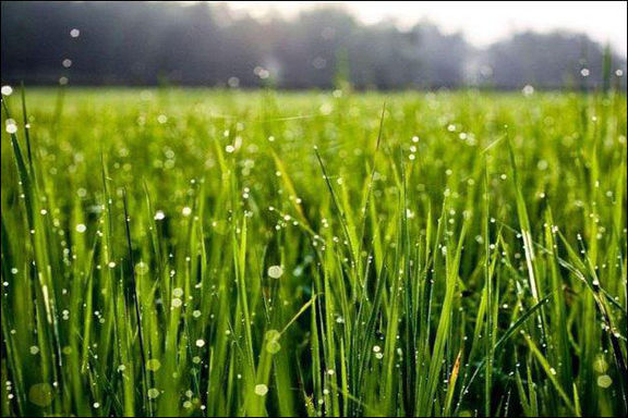 توصیه به کشاورزان مراوه تپه‌ای برای کانون یابی بیماری در مزارع