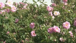 آغاز برداشت گل محمدی در استان سیستان و بلوچستان