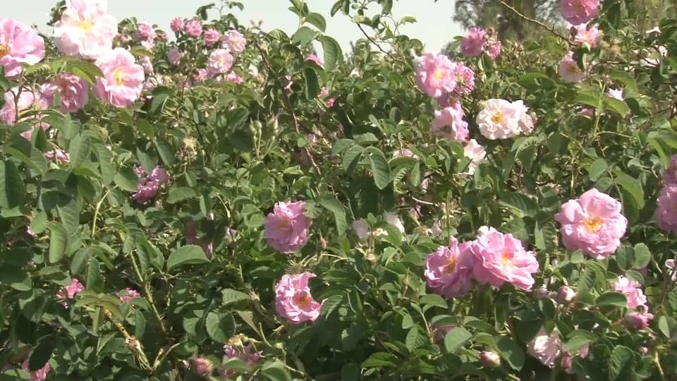 آغاز برداشت گل محمدی در استان سیستان و بلوچستان