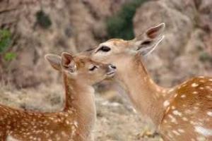 علت مرگ گوزن های جنگل باغ شادی چه بود؟