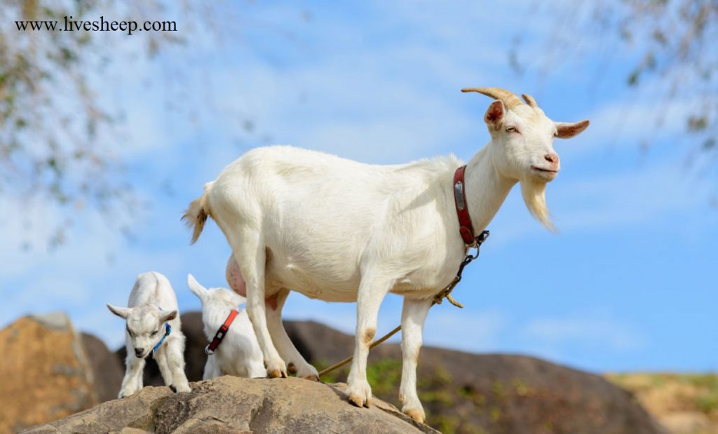 تعبیر خواب؛ از چشم و چارقد تا باروت و بز