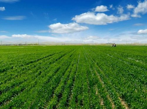 رونق کاشت و برداشت محصولات کشاورزی در اصفهان