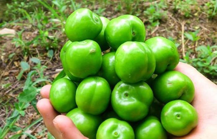 برداشت نوبرانه گوجه سبز در سرپلذهاب