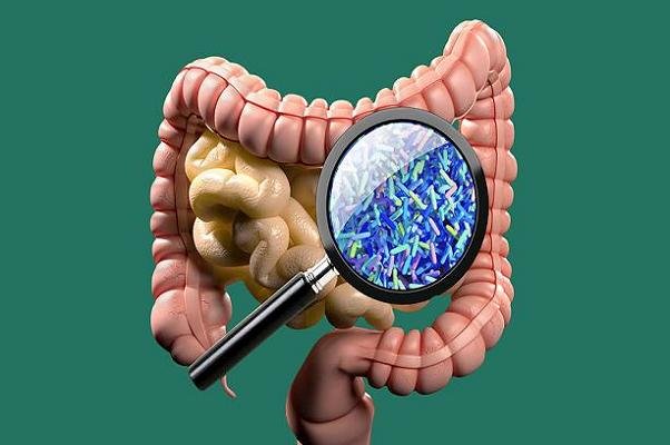 فشارخون بالا ناشی از باکتری&zwnj;های روده است