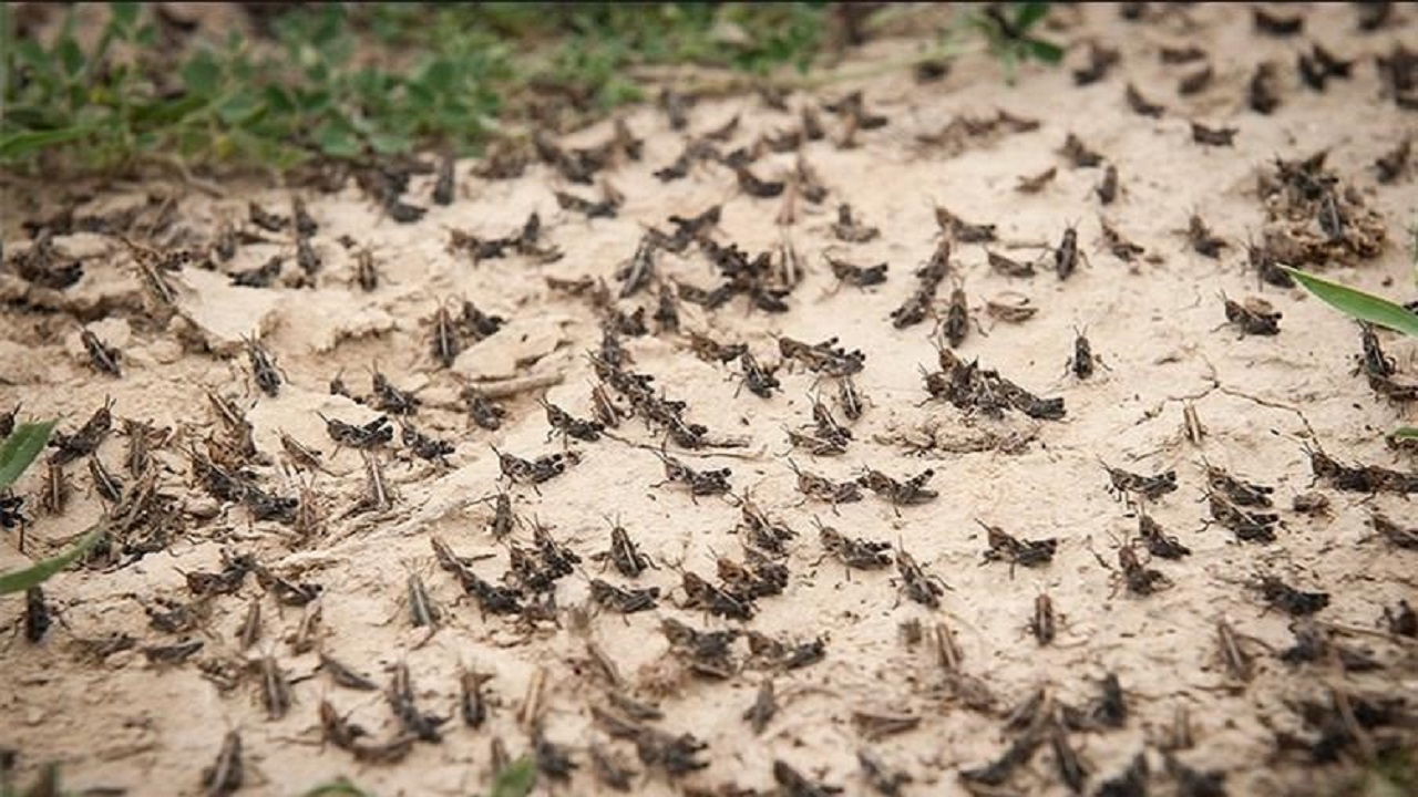 مبارزه با ملخ صحرایی در سیستان و بلوچستان از مرز ۶ هزار هکتار گذشت.