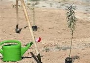 کاشت بیش از ۱۲ هزار نهال در جاده بندرترکمن / کشاورزان داوطلب نگهداری از نهال‌ها