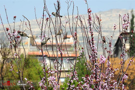 بهار در سوریه