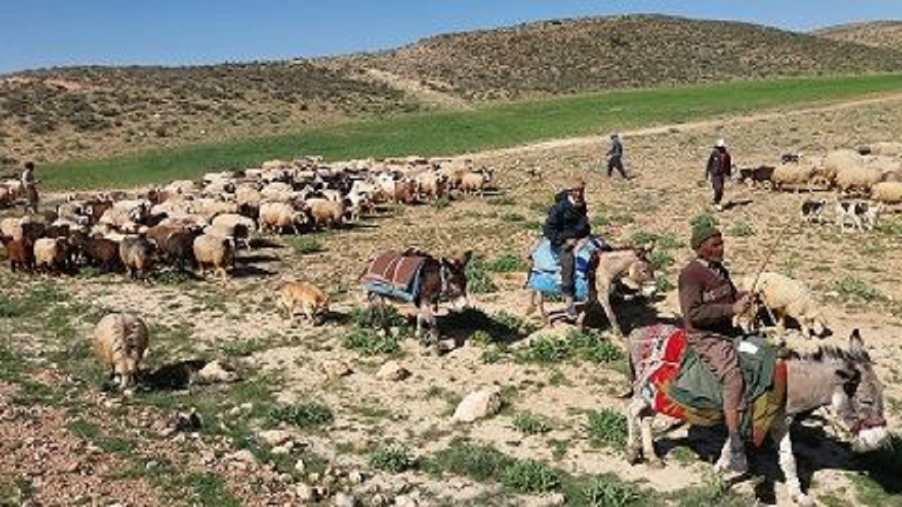 اطلاعیه کنترل کوچ و ممانعت از ورود زودهنگام دام به مراتع چهارمحال و بختیاری