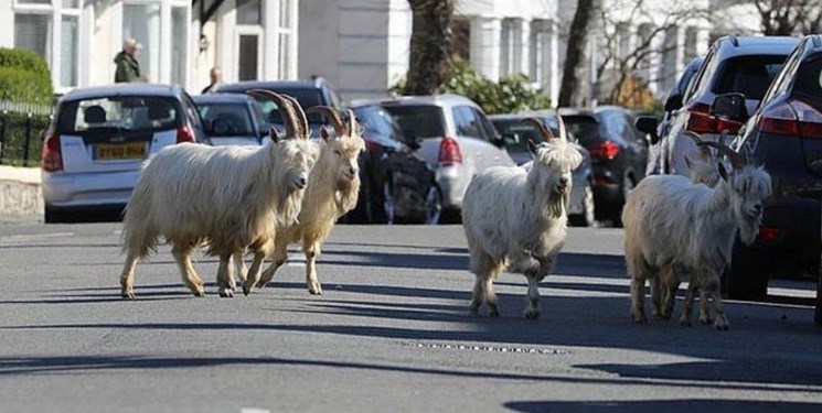 خیابان گردی کرونایی بز کشمیری تا شیر راکی!