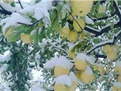 باغداران تمهیدات لازم را انجام&zwnj;دهند