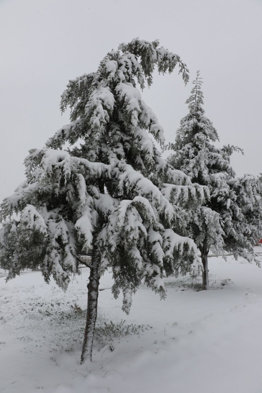 بهار زمستانی در خراسان شمالی