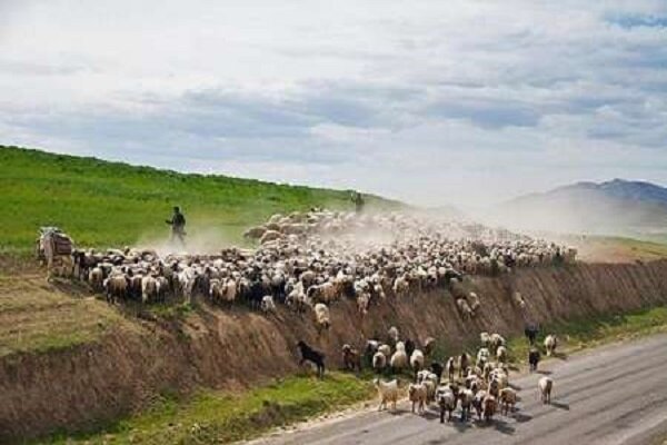 خسارت به ۴۰۰ کیلومتر راه عشایری در ریگان
