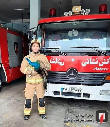 صید طاووس سرگردان از پشت بام یک منزل مسکونی
