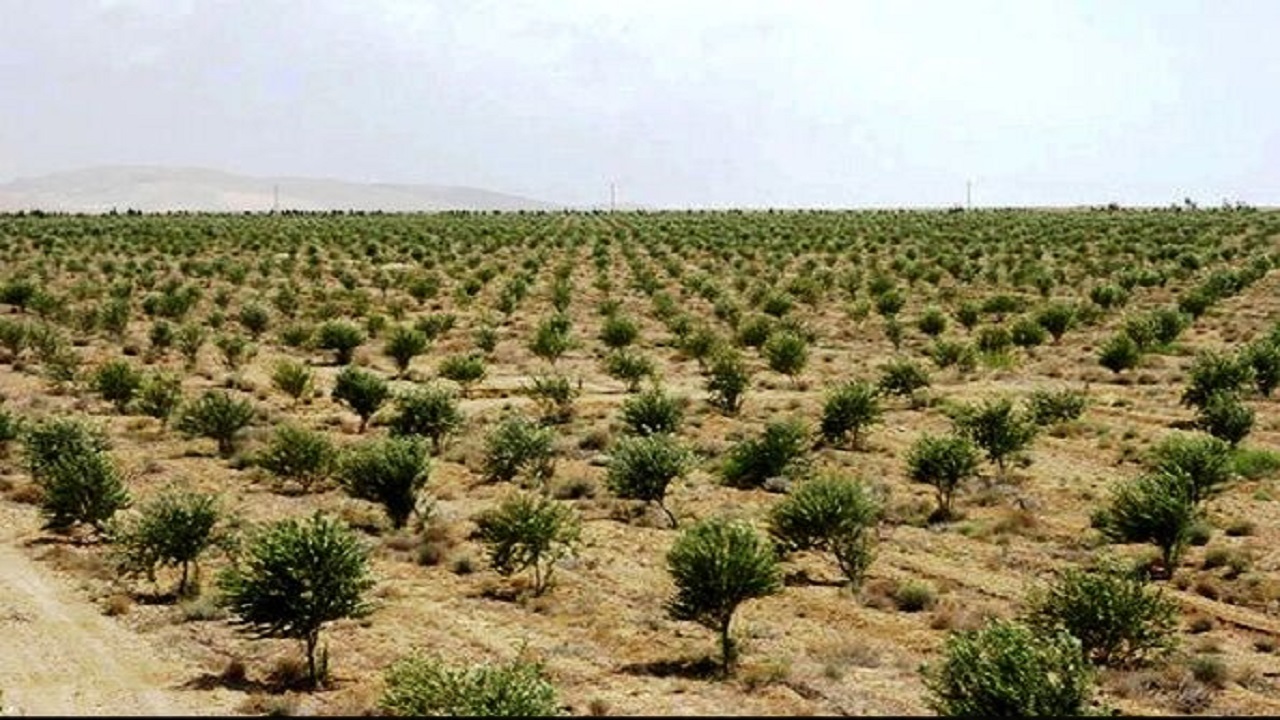 کشت نهال در دو هزار هکتار باغ در سال جهش تولید