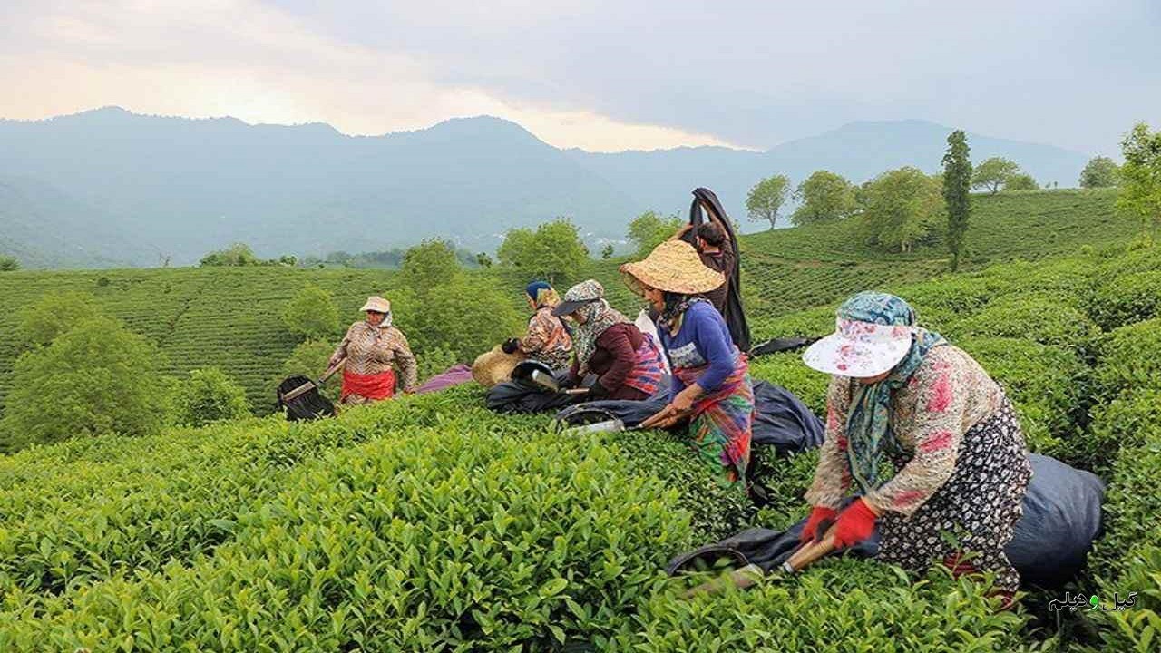 کرونا می تواند بر کشت چای ایرانی تاثیر بگذارد؟