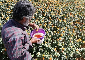 برخورداری ۸۲ هزار بهره بردار از تسهیلات کشاورزی