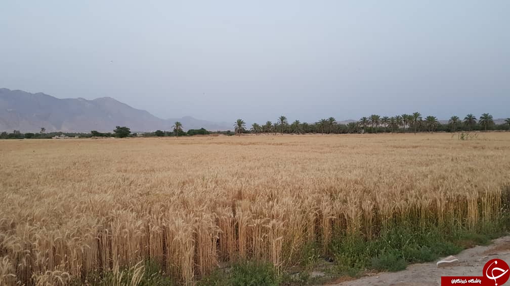 برداشت گندم از مزارع دشتی آغاز شد