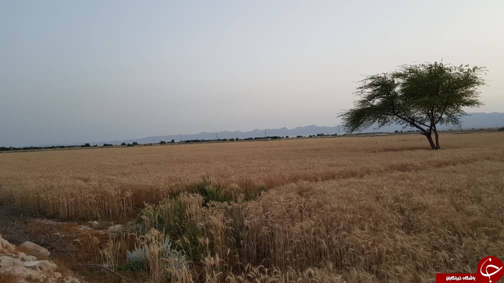 برداشت گندم از مزارع دشتی آغاز شد