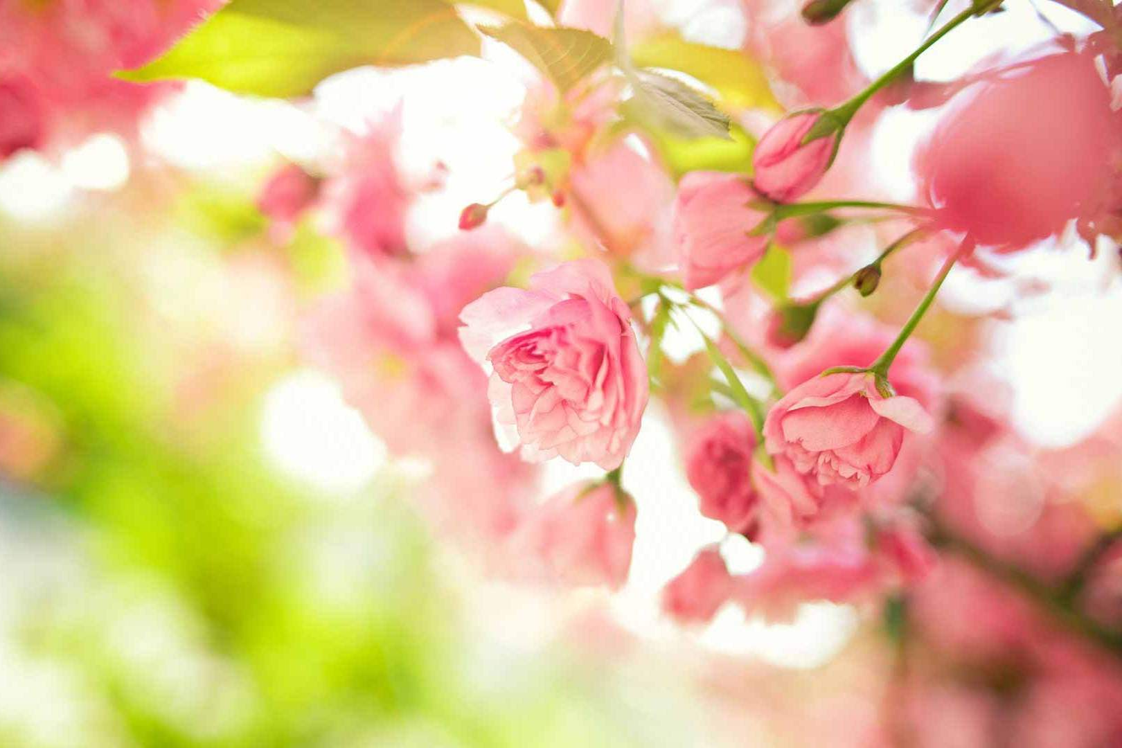 کوک بهار امسال روی موج مهربانی و همدلی/ توزیع بسته های تبرکات مهدوی بین نیازمندان