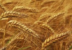پیش‌بینی تولید یک میلیون و ۱۰۰ هزار تُن گندم در مزارع استان کردستان