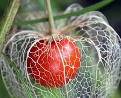 خواص گیاه عروسک پشت پرده