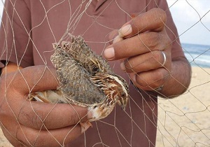 شکارچیان خارجی در پارک ملی دز دستگیر شدند