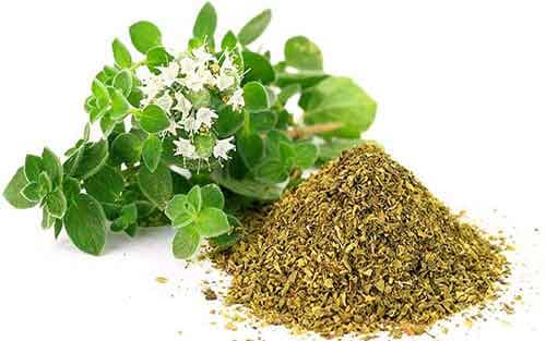 آویشن و دریایی از خواص/ از ریزش مو تا ضد سرطان بودن