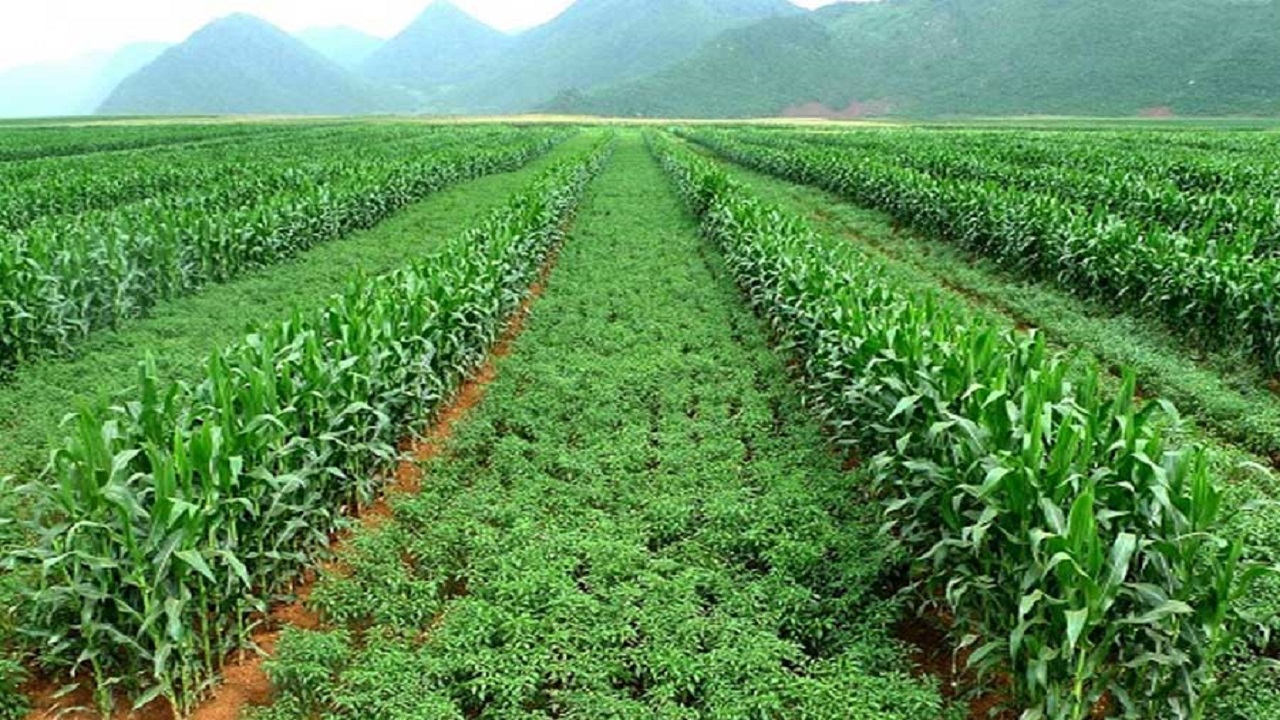 ۷۰ هزار هکتار کشت زراعی در خراسان جنوبی