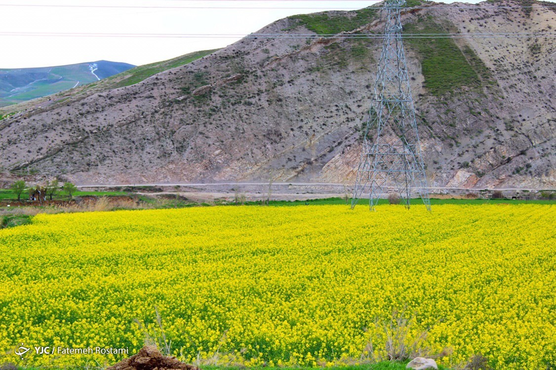 فرش زیبای بهار در طبیعت خراسان شمالی