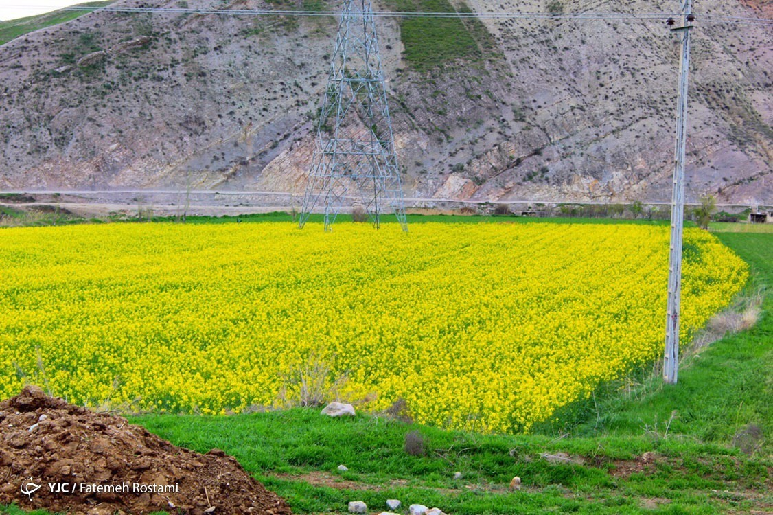 فرش زیبای بهار در طبیعت خراسان شمالی